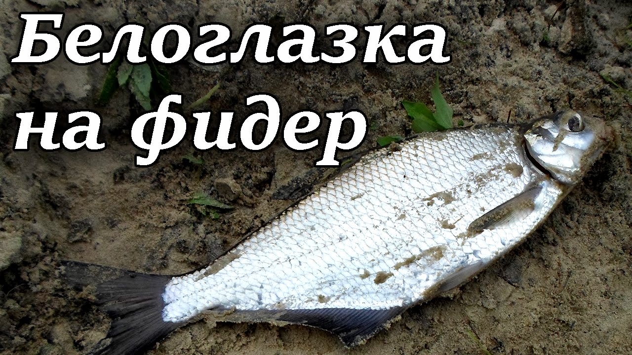Как отличить подлещика от белоглазки. Как отличить подлещика от белоглазки. Рыбалка на белоглазку. Как отличить леща от жереха. Глазач рыба.
