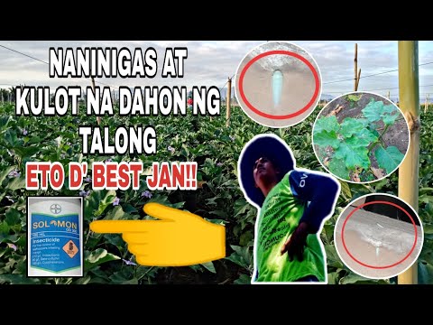 Video: Dahon Ng Mga Seedling Ng Pipino Na Kulot: Paano Kung Sila Ay Nakakulot Sa Loob? Mga Kadahilanan Para Sa Pagliligid Ng Mga Dahon Pataas At Pababa Sa Mga Punla Sa Windowsill At Sa Gr