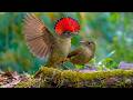20 Most Beautiful Creatures In The Amazon Rainforest | Wildlife Documentary