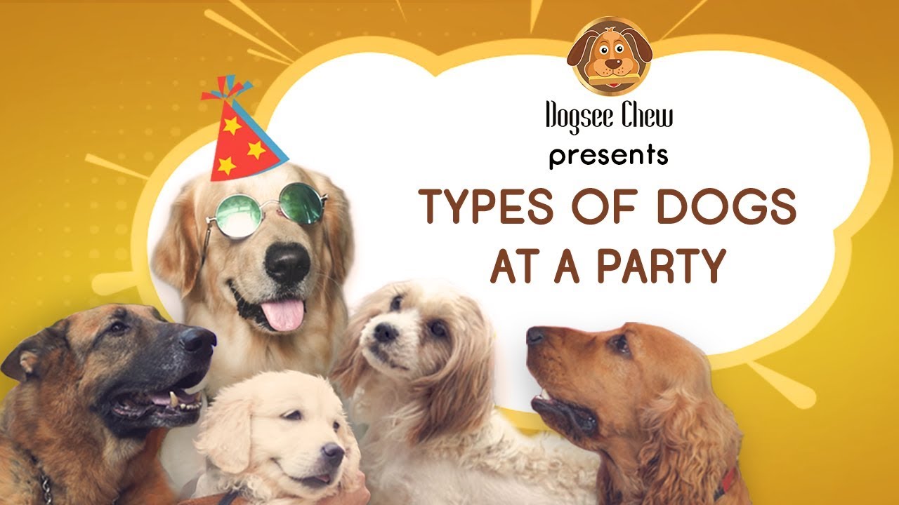 dogs at a party