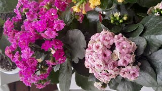 📣 KALANŞO ÇİÇEĞİNE BAHAR BAKIMI NASIL YAPILIR TOPRAK SEÇİMİ #kalanşo #garden #flower #çiçek