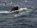 Coast Guard issues boater warnings to avoid whale strikes