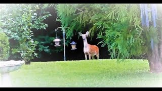 Hungry Deer