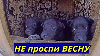 ЗАТОП вследствие затора на большой реке ! Встречаем весну ! Джесси родила