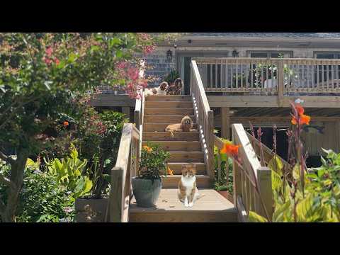 A Simple Life with Marlin & His Dogs in the Outer Banks