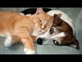 Pet Health Questions - Are You Asking These Pet Health Questions? Pet Health Questions - Are You Asking These Pet Health Questions?