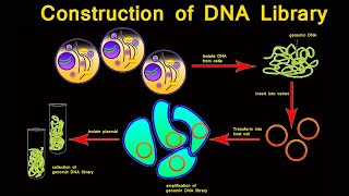 Construction of DNA Library I DNA Library I DNA Library Animation