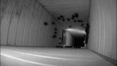 13 Chimney Swifts Going to Roost and Inside