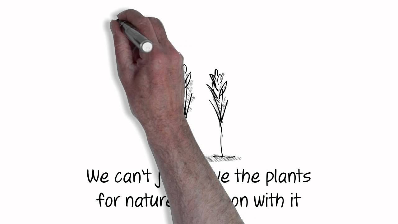 NIAB: The science behind superwheat