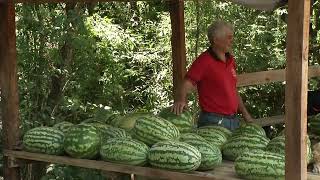Venda de frutas de época movimenta comércio a beira...
