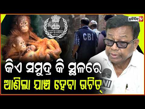 ଓରାଙ୍ଗ ଉଟାନ ଭୋଗରାଇ କୁ କିଏ ଆଣିଲା, ଭାରତୀୟ ତଦନ୍ତ ସଂସ୍ଥା ଯାଞ୍ଚ କରିବା ଉଚିତ୍। Orangutan Smuggling inquiry