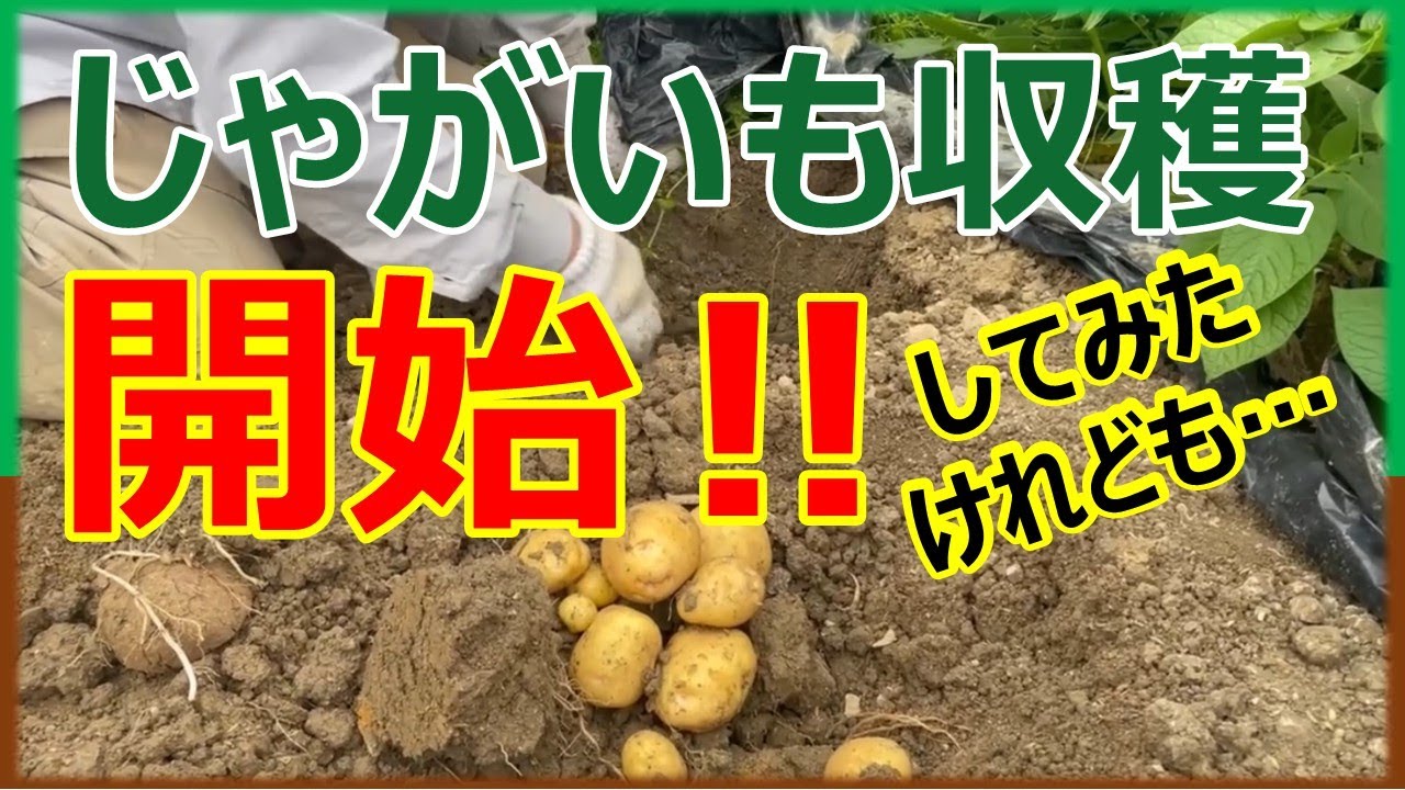 収穫したて リリーが育てたジャガイモ ♡ About two weeks early!? Potato harvest has started - YouTube