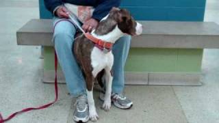 Patty-Available At The Humane Society Of Missouri