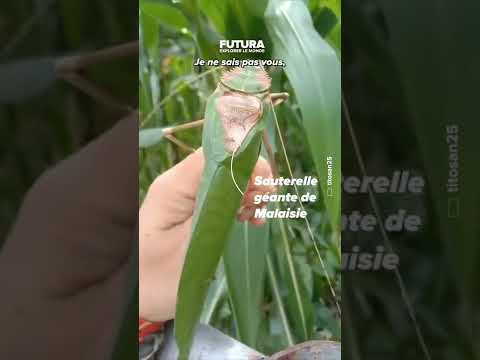 L€étrange son d€une sauterelle géante de Malaisie : la stridulation !