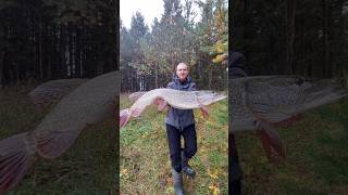 мой новый рекорд по щуке👍Все отчеты в тг "Дорога на рыбалку" #fishing #спиннинг