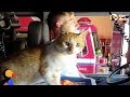 Stray Cat Shows Up At Fire Station And Moves Right In With Firefighters | The Dodo