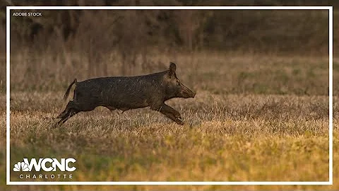 South Carolina lawmakers propose helicopter hunting to kill feral hogs