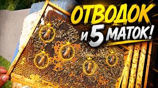 Отводок и 5 маток в нём! Фатальная ошибка на пасеке!