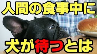 人間の食事中 犬に横で待たせるのは可哀想 専門家に聞いてみた Youtube
