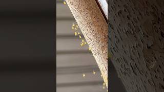 Baby Spiders in the Garden | Spiderlings #shorts #spider #gardening en Baby Spiders in the Garden | Spiderlings #shorts #spider #gardening en