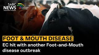 EC hit with another Foot-and-Mouth disease outbreak