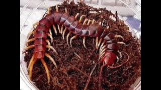 Kelabang (Chilopoda)