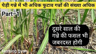 गन्ने की दूसरे साल की पेड़ी फसल की गन्ने की ट्रीलिंग ज्यादा होगी Pidi gaane Se Bhi Jyada paidawarP.1