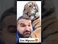 Main sama kucing 1000cc😆😅#cute #hewanlucu #kucinglucu #harimau