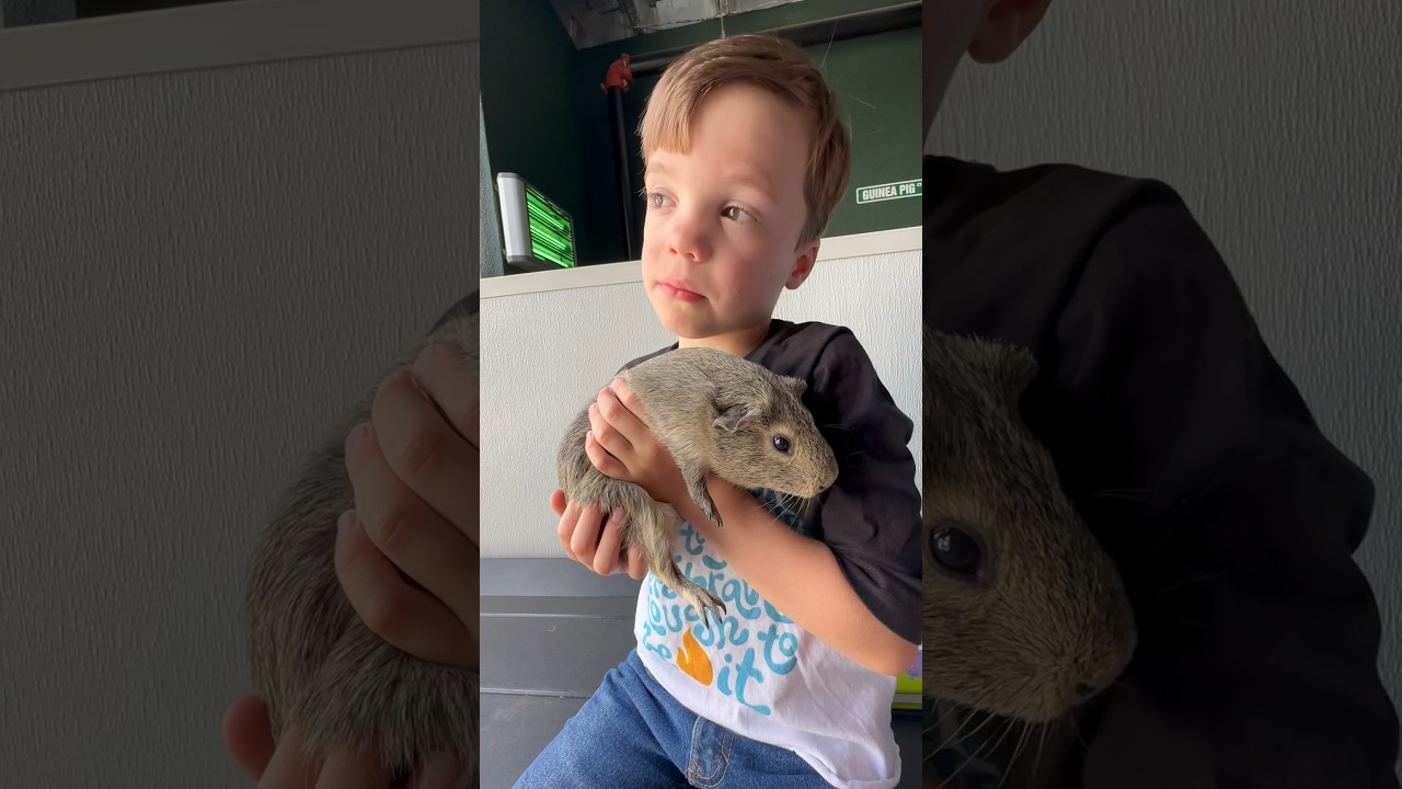 A sweet Guinea pig ❤️ 