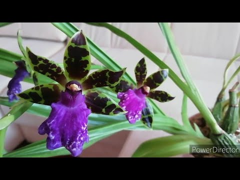 Орхидеи Домашнее Цветение /Домашнее Цветение Зигопеталума. Апрель 2021./Орхидеи Orchids