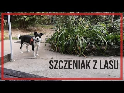 Porzucony szczeniak w