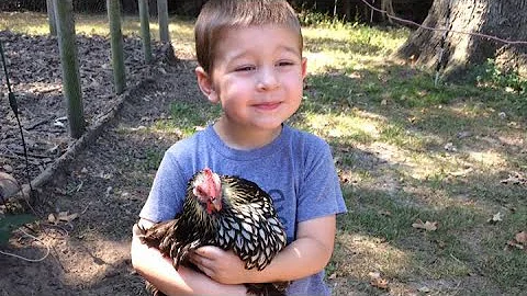 Can you feed bacon grease to chickens? (2025)