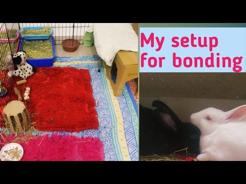 वीडियो: खरगोश के लिए घर कैसे बनाये