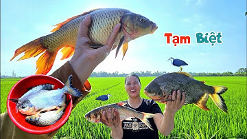 Thả Hết Chim Quốc Về Với Tự Nhiên Và Nhấc Lưới Lại Được Rất Nhiều Cá Chép Và Chim Khủng / Quế Nghịch