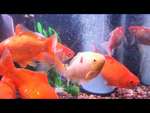 Pond Fish Back in the Winter Tank