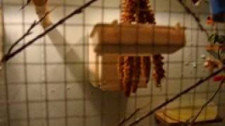 My beautiful Gouldsamadin birds.AVI