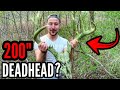 MONSTER 200 Inch DEADHEAD Found Shed Hunting On FRIDAY THE 13TH!! MONSTER 200 Inch DEADHEAD Found Shed Hunting On FRIDAY THE 13TH!!