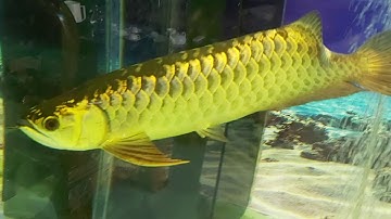 Nuôi Cá Rồng Và Cá Cộng Đồng Trong Hồ Lọc Tràn