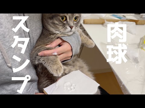 猫よ、肉球の型を取らせて下さい...[マンチカンの銀時]