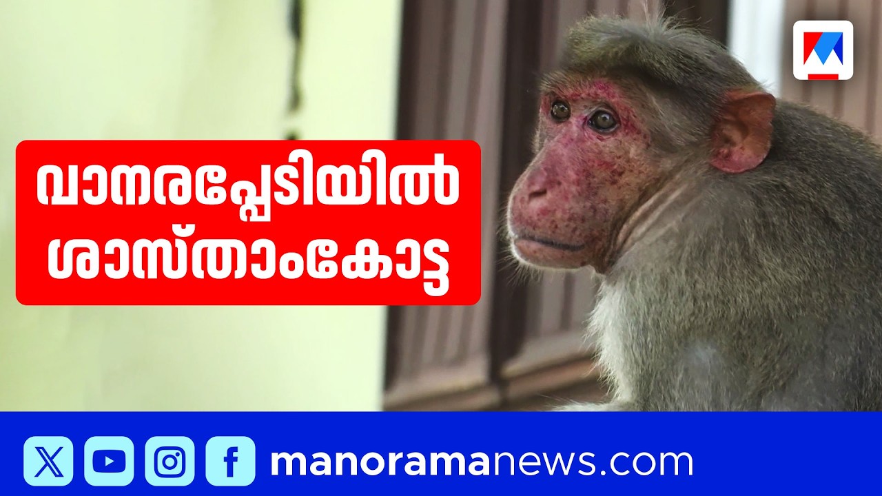 ശാസ്താംകോട്ടയിൽ വാനരശല്യം രൂക്ഷം: പൊറുതിമുട്ടി നാട്ടുകാർ | Sasthamcotta