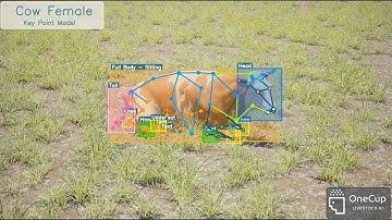 Cow - Bounding Box and Key Points - Advanced Synthetic Model