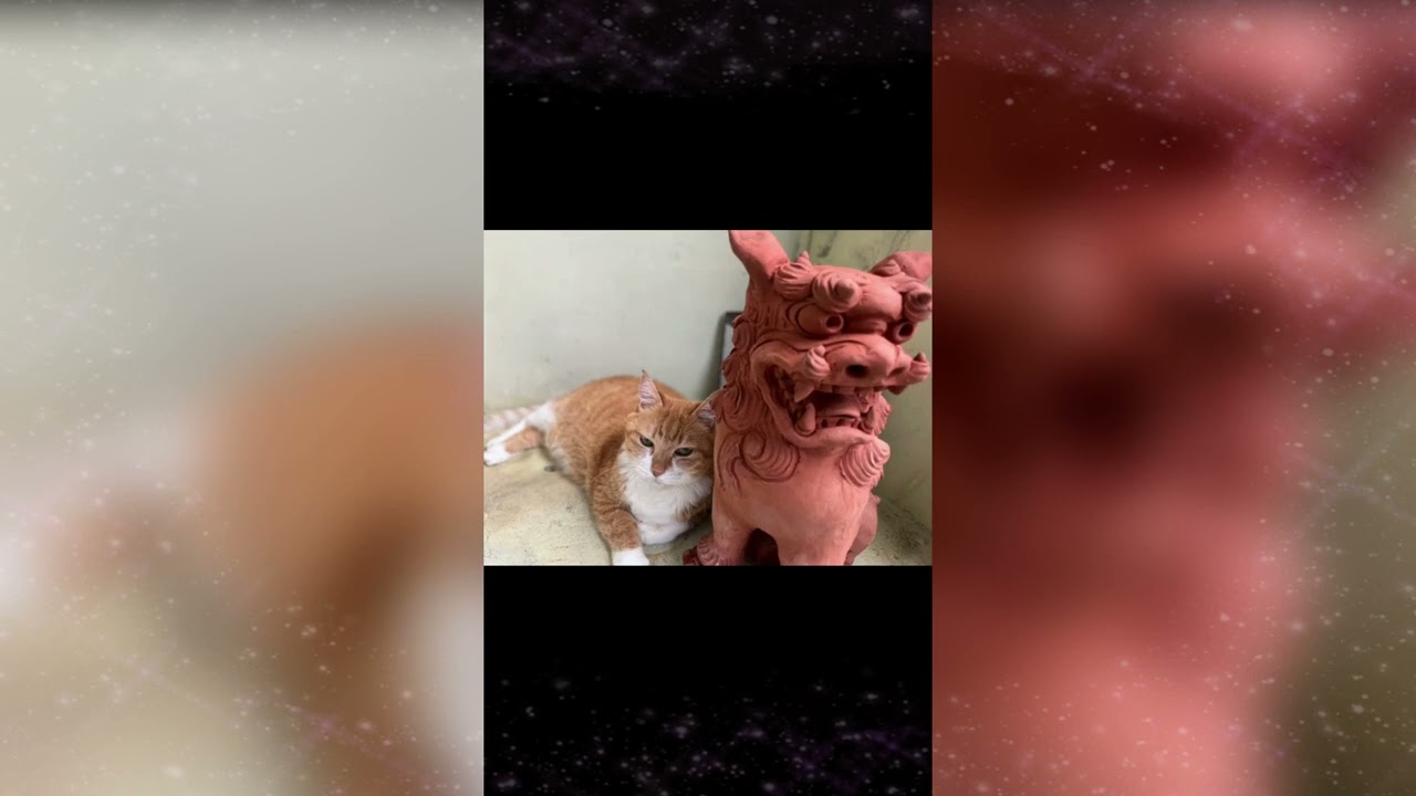 CUTE ANIMALS, THE FUNNIEST BUNCH OF CATS MAKE A LAUGH PART 5