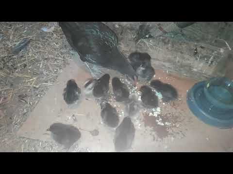 Видео: Яйца-осыпные! На цыплятах (и чему они могут нас научить)