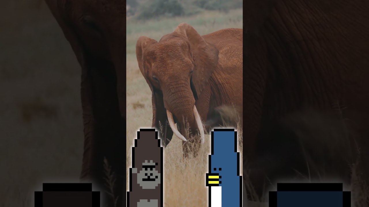 Elephants’ Cancer Shield: A Genetic Marvel! 