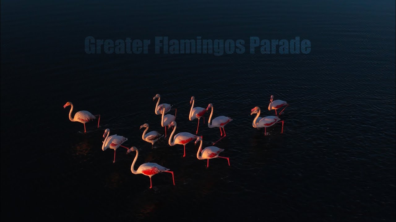 Greater Flamingos Parade!