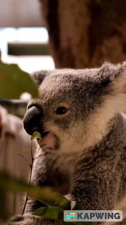 Cuteness of the Kwala