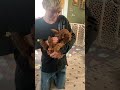 Tim F1B Cockapoo ~ 9/24