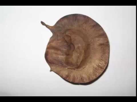 Video: Pterocarpus Angolensis - Asiņojošs Koks - Alternatīvs Skats