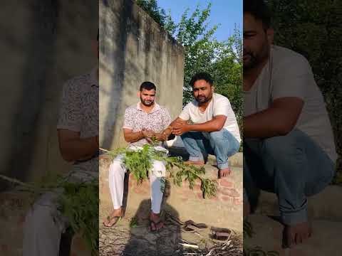 हम ना पीते सुल्फा हम तो दारू पीवे गे #funny  #indianvlogger  #funnyreels #comedyreels #trending