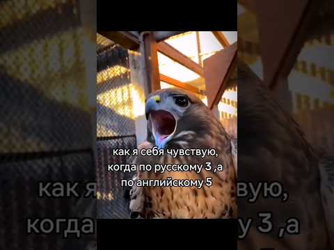 Рил: #мем #мемы